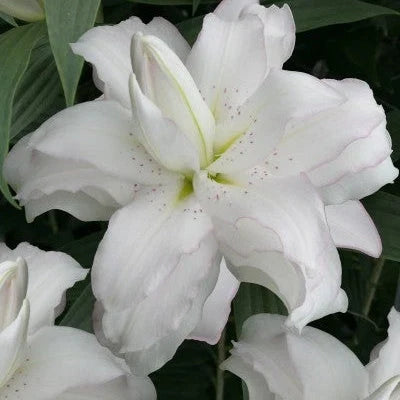 Pachet Bulbi de Crini Lotus Mix 5 buc