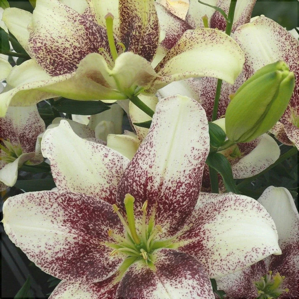 Pachet Bulbi de Crini Mix 30 buc