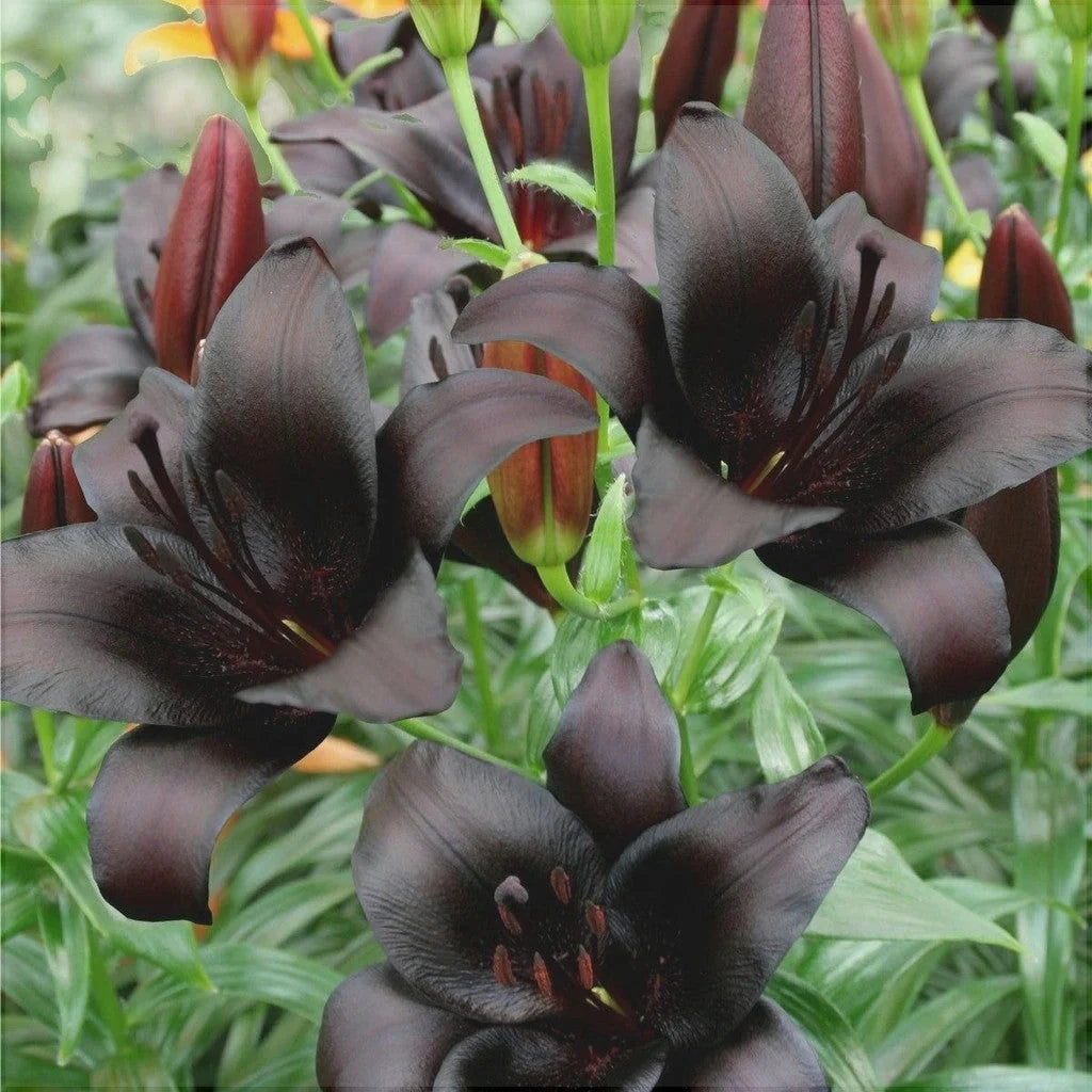 Pachet Bulbi de Crini Mix 30 buc