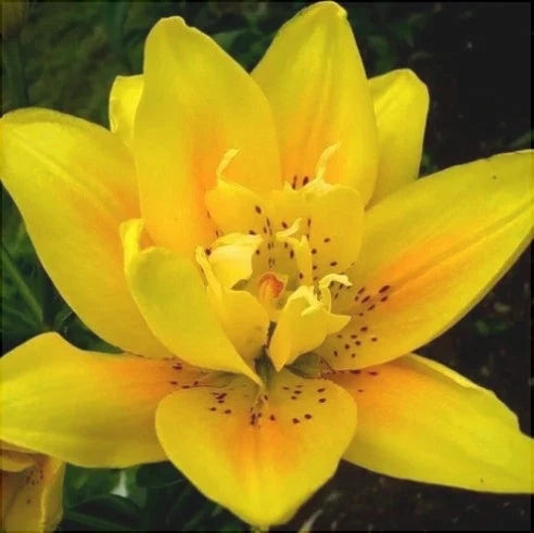 Pachet Bulbi de Crini Mix 30 buc