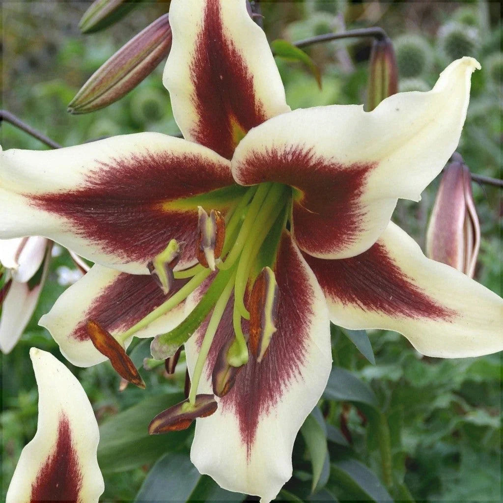 Pachet Bulbi de Crini Mix 30 buc