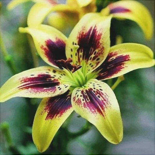 Pachet Bulbi de Crini Mix 30 buc