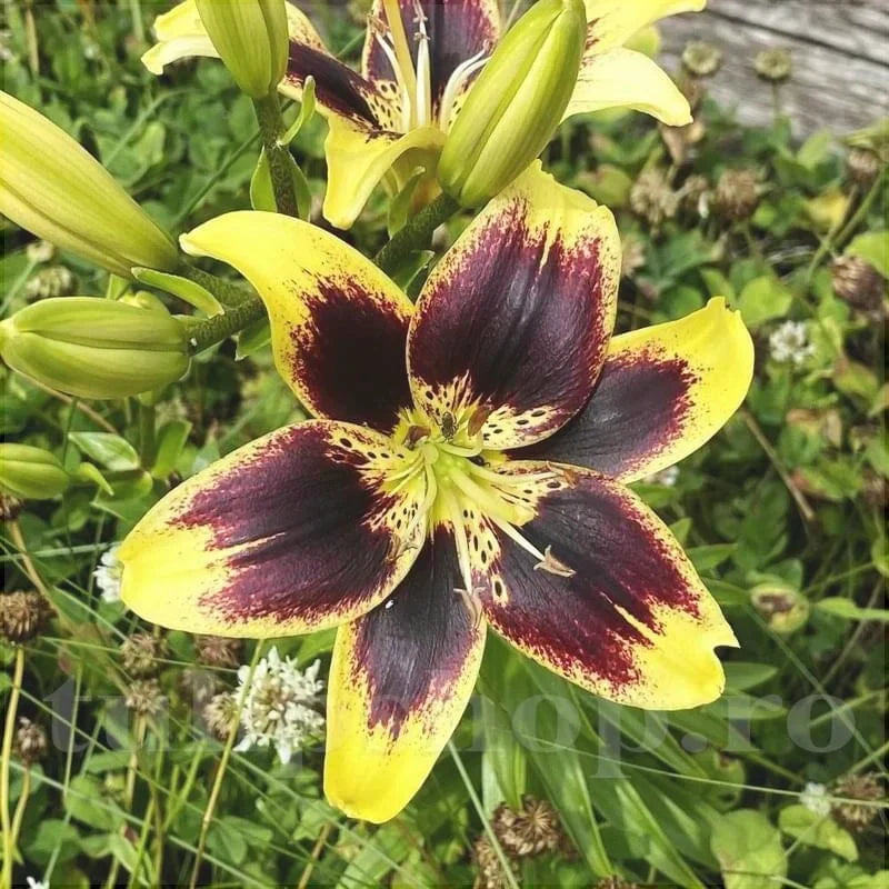 Pachet Bulbi de Crini Mix 30 buc