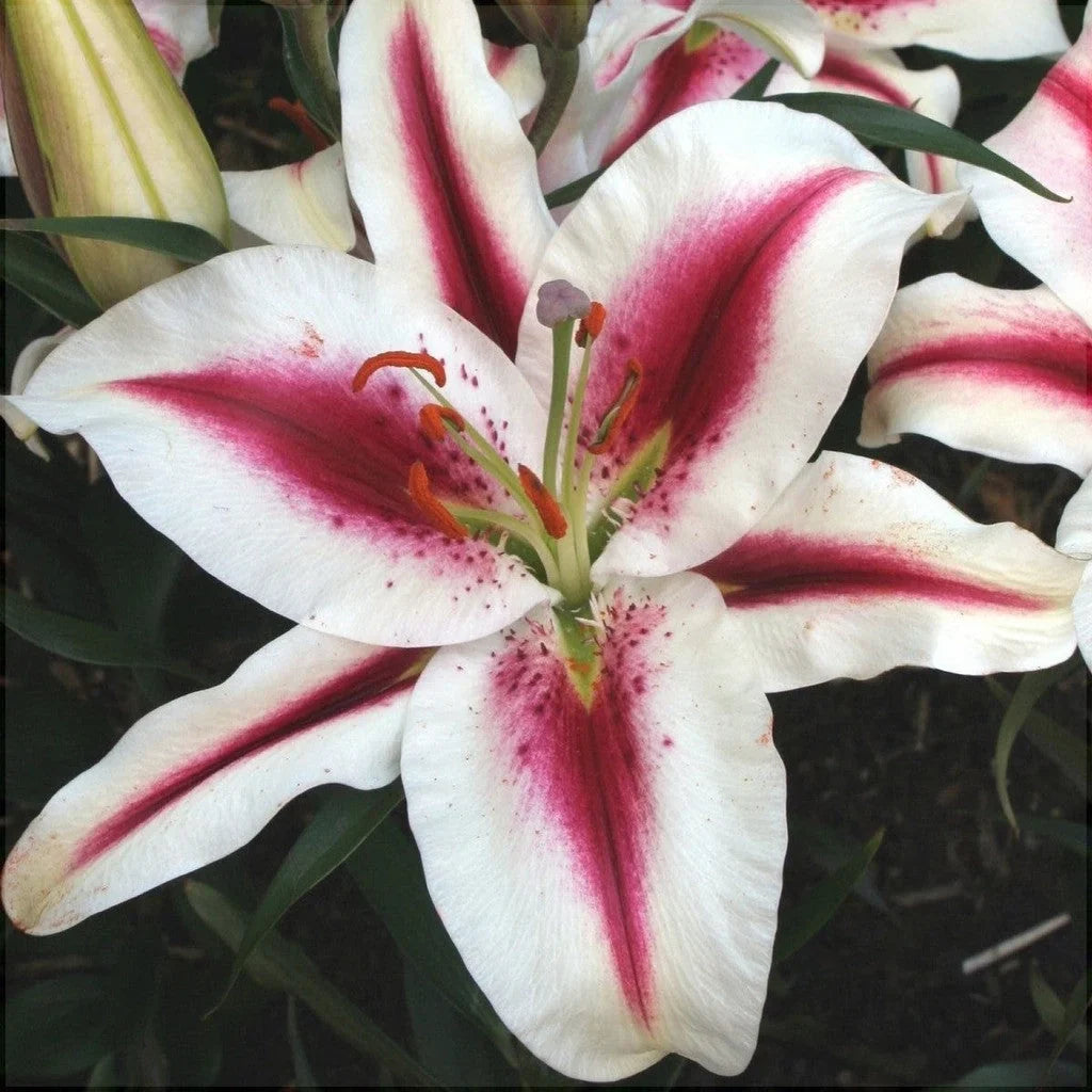 Pachet Bulbi de Crini Mix 30 buc