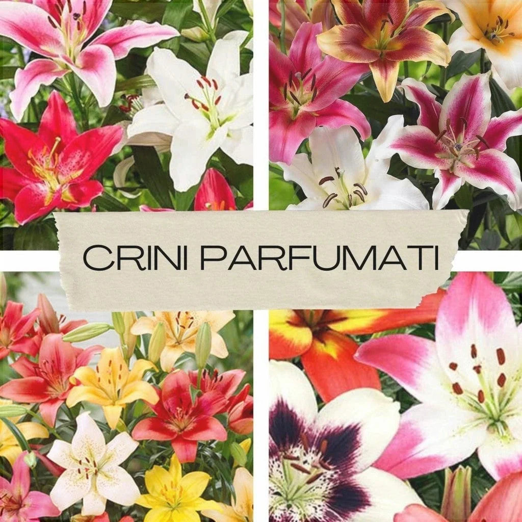 Pachet Bulbi de Crini Mix 30 buc
