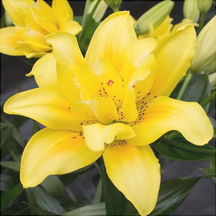 Pachet Bulbi de Crini Mix 30 buc