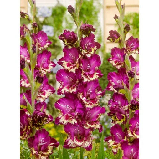 Pachet Promotional Bulbi de Gladiole Mixt, 100 Bucati