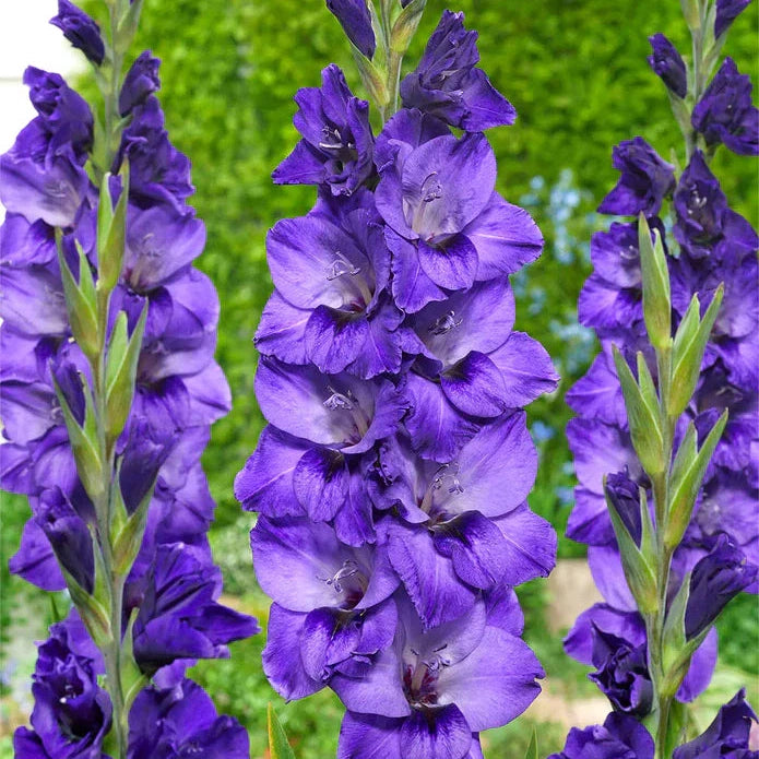 Pachet Promotional Bulbi de Gladiole Mixt, 100 Bucati