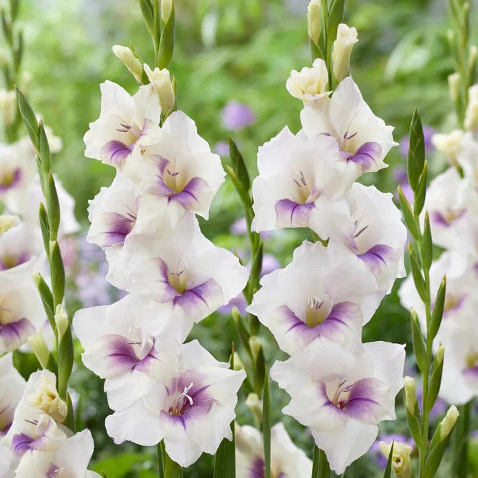 Pachet Promotional Bulbi de Gladiole Mixt, 20 Bucati