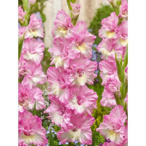 Pachet Promotional Bulbi de Gladiole Mixt, 50 Bucati