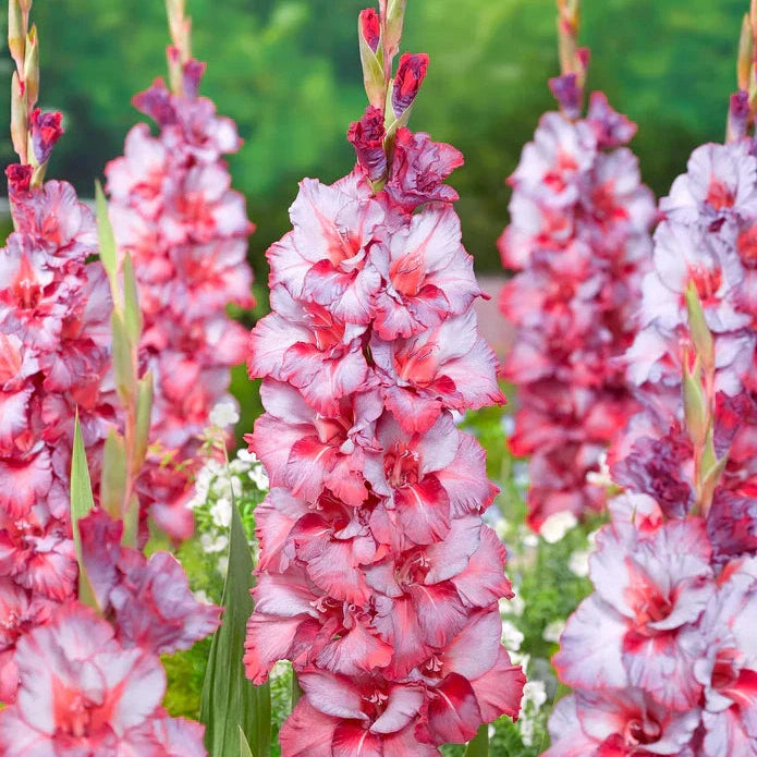 Pachet Promotional Bulbi de Gladiole Mixt, 50 Bucati