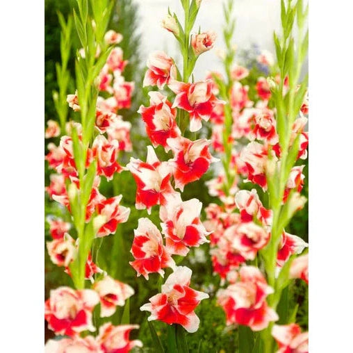 Pachet Promotional Bulbi de Gladiole Mixt, 50 Bucati