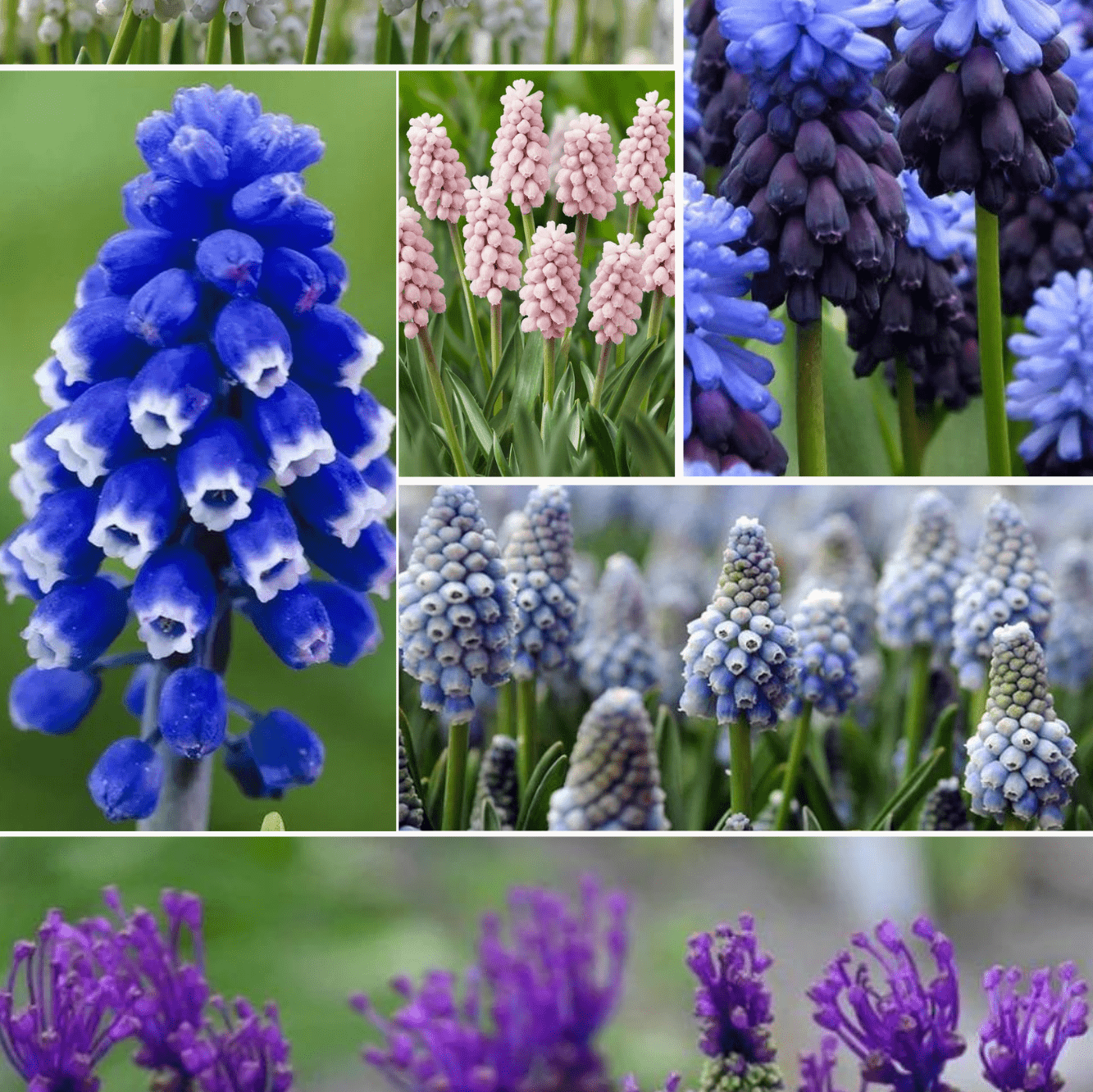 Pachet Promotional Bulbi de Muscarii Mixt, 10 Bucati