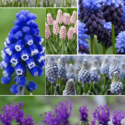 Pachet Bulbi de Mușcarii Mix 10 buc – bulbi de flori | Regatul Plantelor