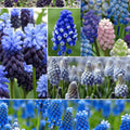 Pachet Bulbi de Mușcarii Mix 25 buc – bulbi de flori | Regatul Plantelor