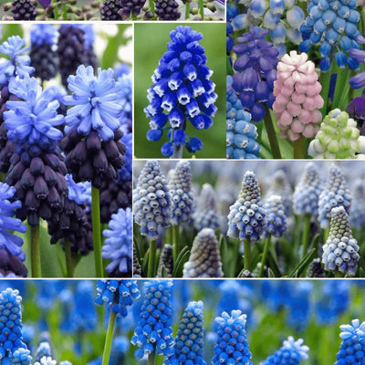 Pachet Bulbi de Mușcarii Mix 25 buc – bulbi de flori | Regatul Plantelor