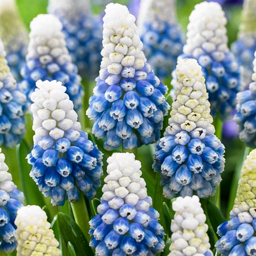 Pachet Promoțional Bulbi de Muscari Mixt – bulbi de flori, fotografia 3 | Regatul Plantelor