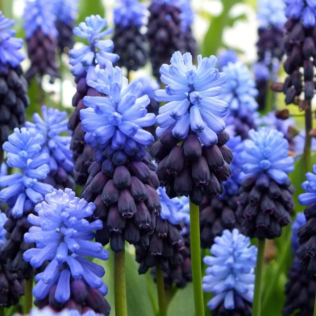 Pachet Promoțional Bulbi de Muscari Mixt – bulbi de flori, fotografia 4 | Regatul Plantelor