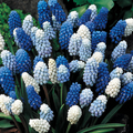 Pachet Promoțional Bulbi de Muscari Mixt – bulbi de flori | Regatul Plantelor