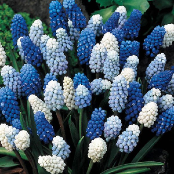 Pachet Promoțional Bulbi de Muscari Mixt – bulbi de flori | Regatul Plantelor