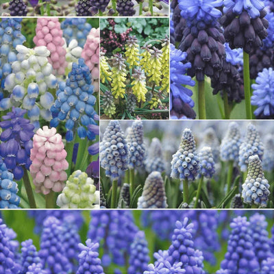 Pachet Bulbi de Mușcarii Mix 50 buc – bulbi de flori | Regatul Plantelor