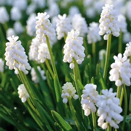 Pachet Promoțional Bulbi de Muscari Mixt – bulbi de flori, fotografia 2 | Regatul Plantelor