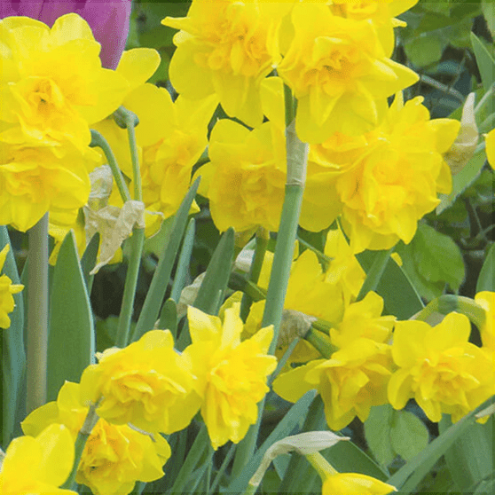 Pachet Promotional Bulbi de Narcise Mixt, 10 Bucati