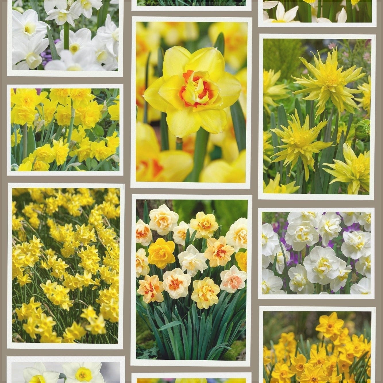 Pachet Promotional Bulbi de Narcise Mixt, 10 Bucati