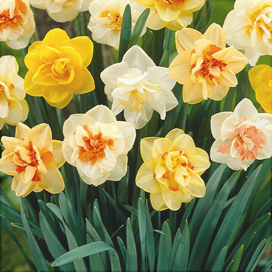 Pachet Promotional Bulbi de Narcise Mixt, 10 Bucati