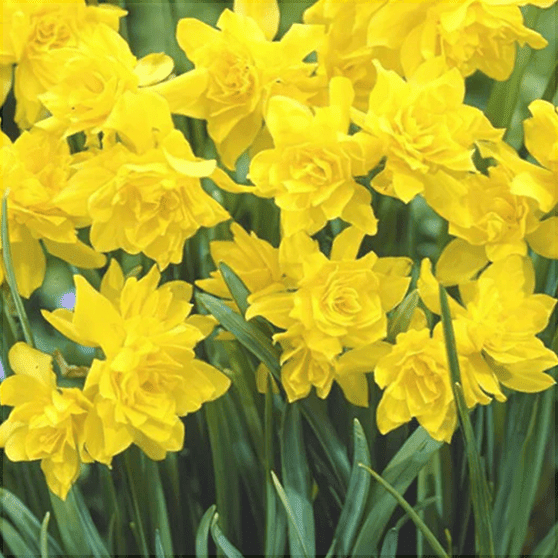 Pachet Promotional Bulbi de Narcise Mixt, 10 Bucati