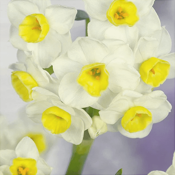 Pachet Promotional Bulbi de Narcise Mixt, 10 Bucati