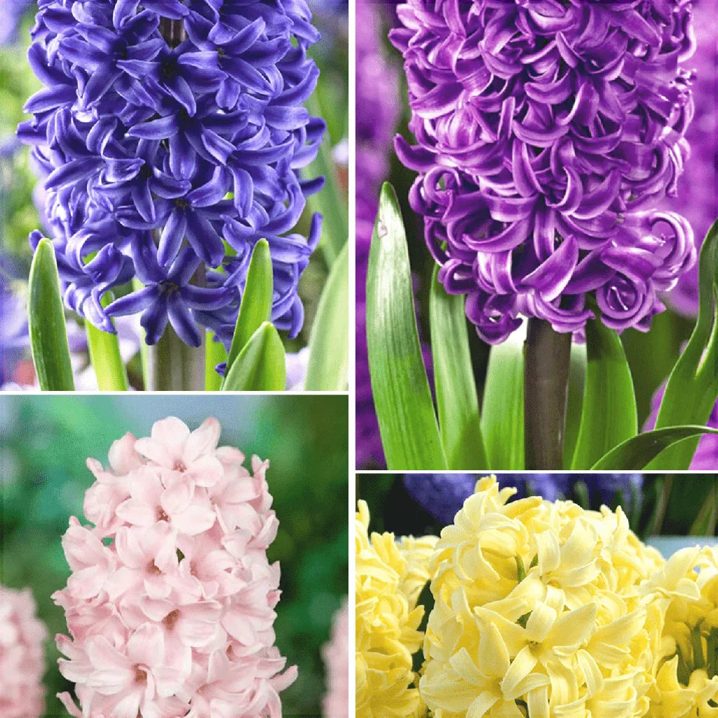 Pachet Bulbi de Zambile Mix 10 buc