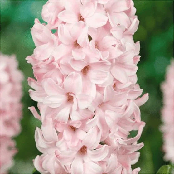 Pachet Bulbi de Zambile Mix 100 buc – bulbi de flori, fotografia 6 | Regatul Plantelor