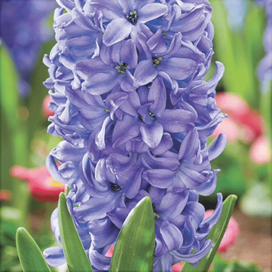 Pachet Promotional Bulbi de Zambile Mixt, 100 Bucati