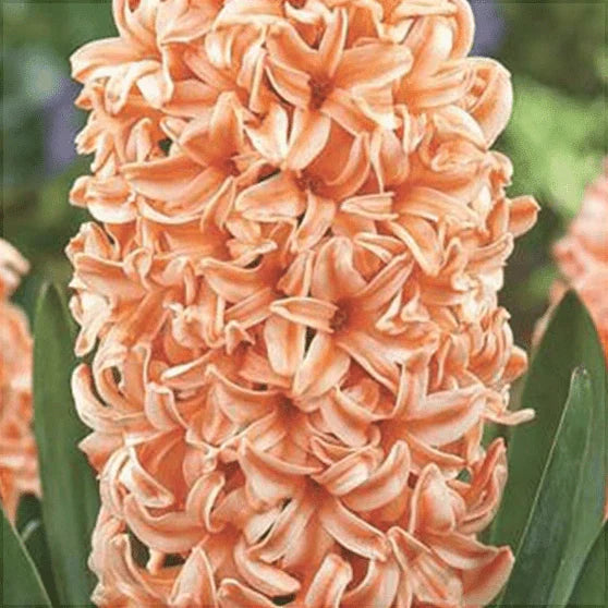 Pachet Bulbi de Zambile Mix 100 buc – bulbi de flori, fotografia 7 | Regatul Plantelor