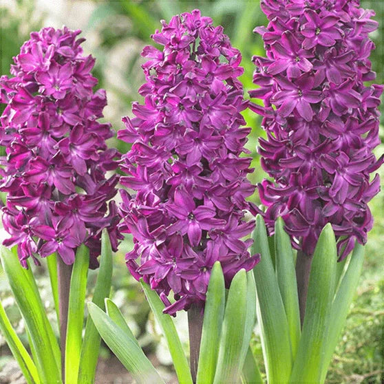 Pachet Bulbi de Zambile Mix 100 buc – bulbi de flori, fotografia 10 | Regatul Plantelor