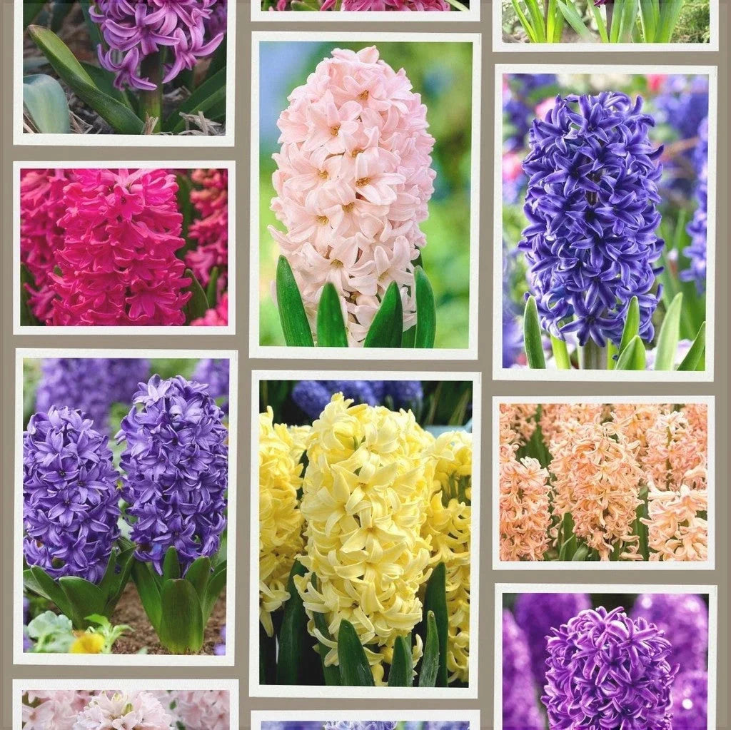 Pachet Bulbi de Zambile Mix 100 buc – bulbi de flori | Regatul Plantelor