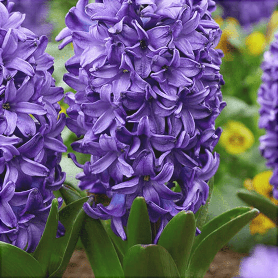 Pachet Promotional Bulbi de Zambile Mixt, 100 Bucati