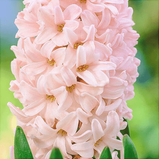 Pachet Promotional Bulbi de Zambile Mixt, 100 Bucati