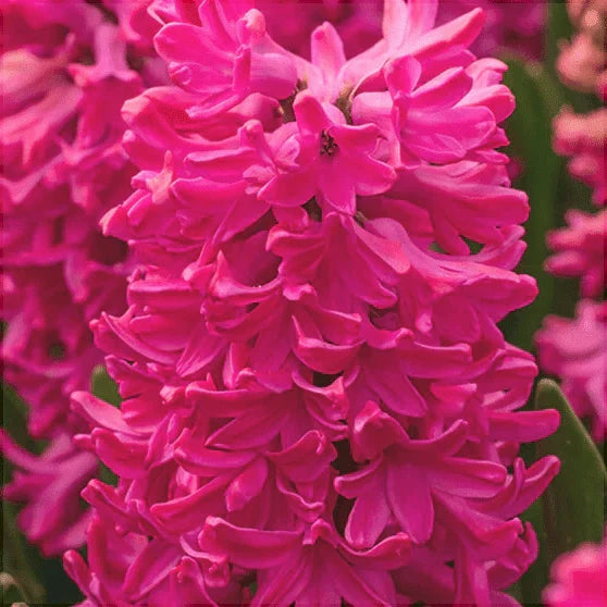 Pachet Bulbi de Zambile Mix 100 buc – bulbi de flori, fotografia 8 | Regatul Plantelor