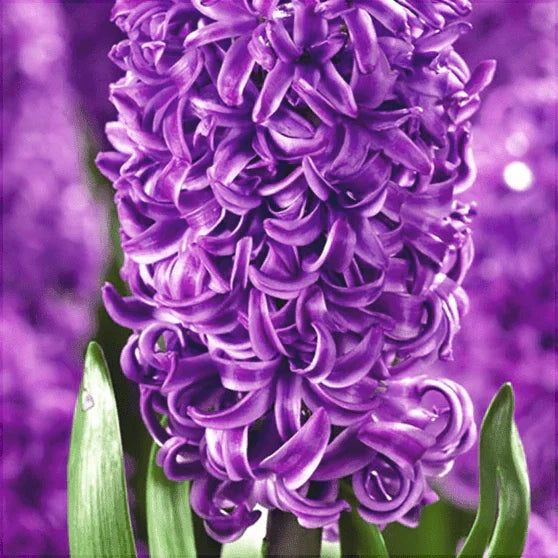 Pachet Bulbi de Zambile Mix 100 buc – bulbi de flori, fotografia 9 | Regatul Plantelor