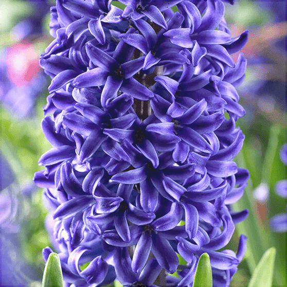 Pachet Promotional Bulbi de Zambile Mixt, 100 Bucati