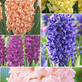 Pachet Bulbi de Zambile Mix 20 buc – bulbi de flori | Regatul Plantelor