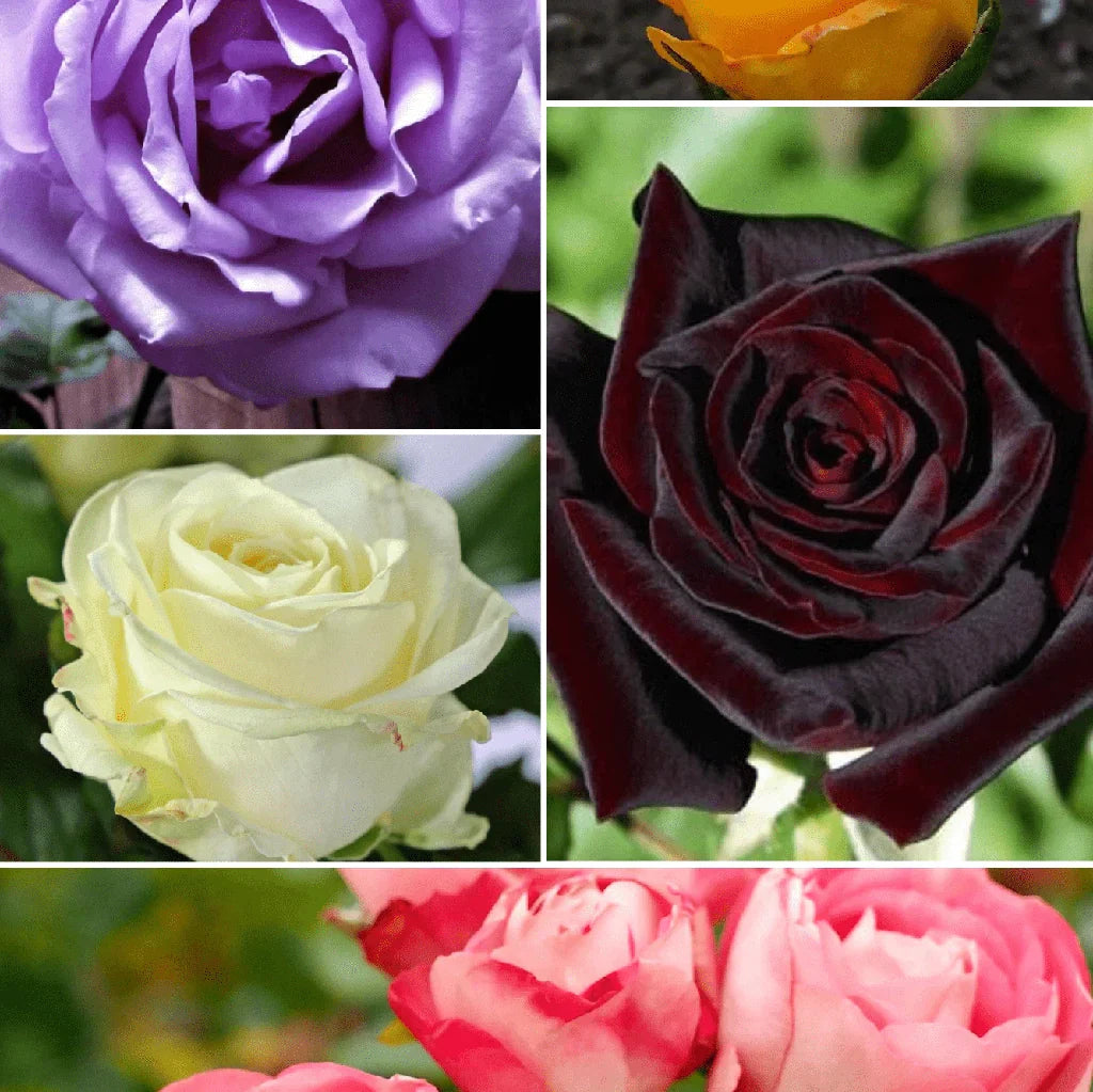 Pachet Trandafiri Mix la ghiveci de 3L Anul 2 5 buc