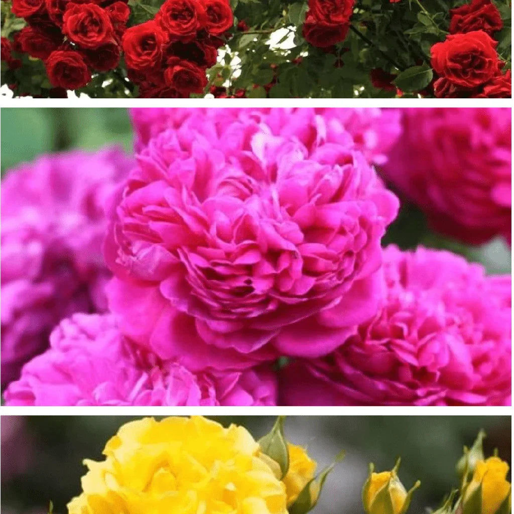 Pachet Trandafiri Urcători Mix Ghiveci de 3L Anul 2 3 buc