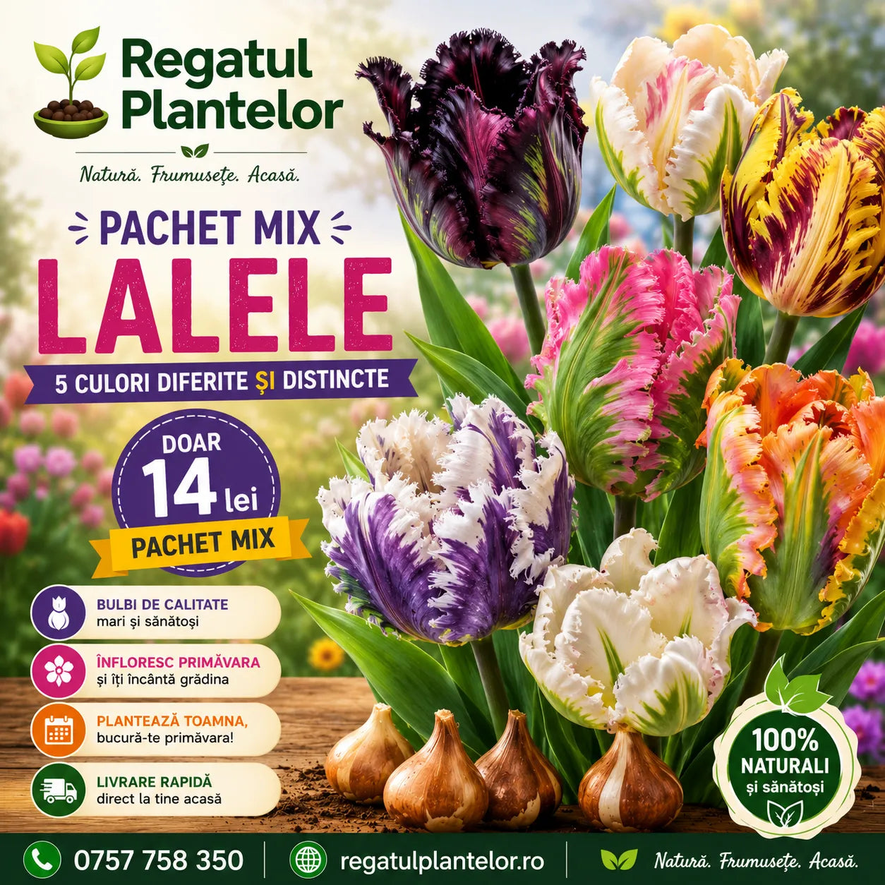 Pachet 5 Bulbi Lalele Papagal, mix de 5 soiuri în culori diferite, cu flori exotice și petale spectaculoase, ușor de cultivat, ideal pentru grădini, ghivece decorative și borduri de primăvară.