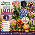 Pachet Mix Lalele Papagal, 5 bulbi premium cu flori viu colorate și petale decorative ondulate, rezistente și ideale pentru amenajări peisagistice, grădini, ronduri, ghivece și flori tăiate