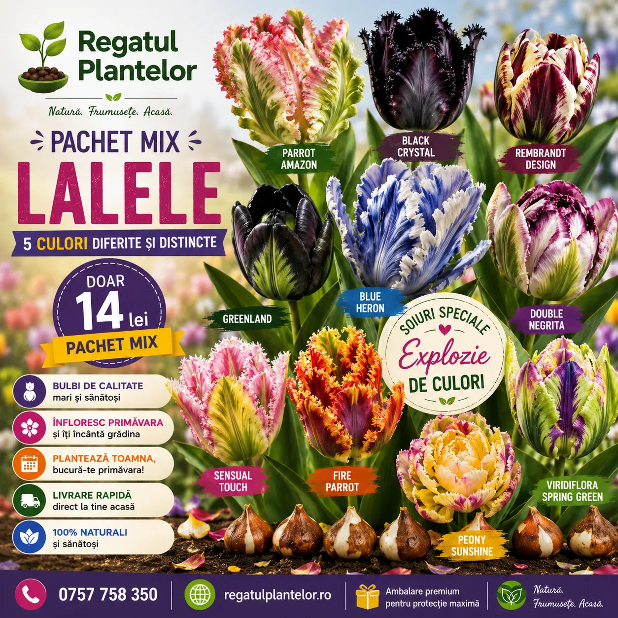 Pachet Mix Lalele Papagal, 5 bulbi premium cu flori viu colorate și petale decorative ondulate, rezistente și ideale pentru amenajări peisagistice, grădini, ronduri, ghivece și flori tăiate