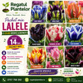Bulbi Mix Lalele Papagal, 5 culori diferite într-un singur pachet premium, cu flori mari și petale franjurate, potriviți pentru grădini, terase, ghivece și buchete deosebite