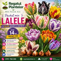 Pachet Mix Lalele Papagal cu 5 bulbi premium în 5 culori diferite, flori mari cu petale franjurate și aspect exotic, ideal pentru grădini, borduri, ghivece și buchete spectaculoase de primăvară